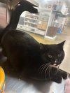 NUGGET - Photo 5
