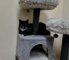 NUGGET - Photo 7