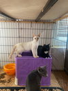 NUGGET - Photo 9