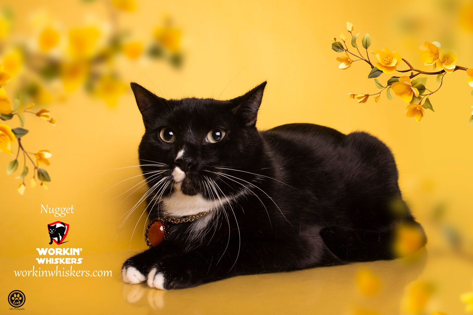 adoptable Cat in Hemet, CA named NUGGET