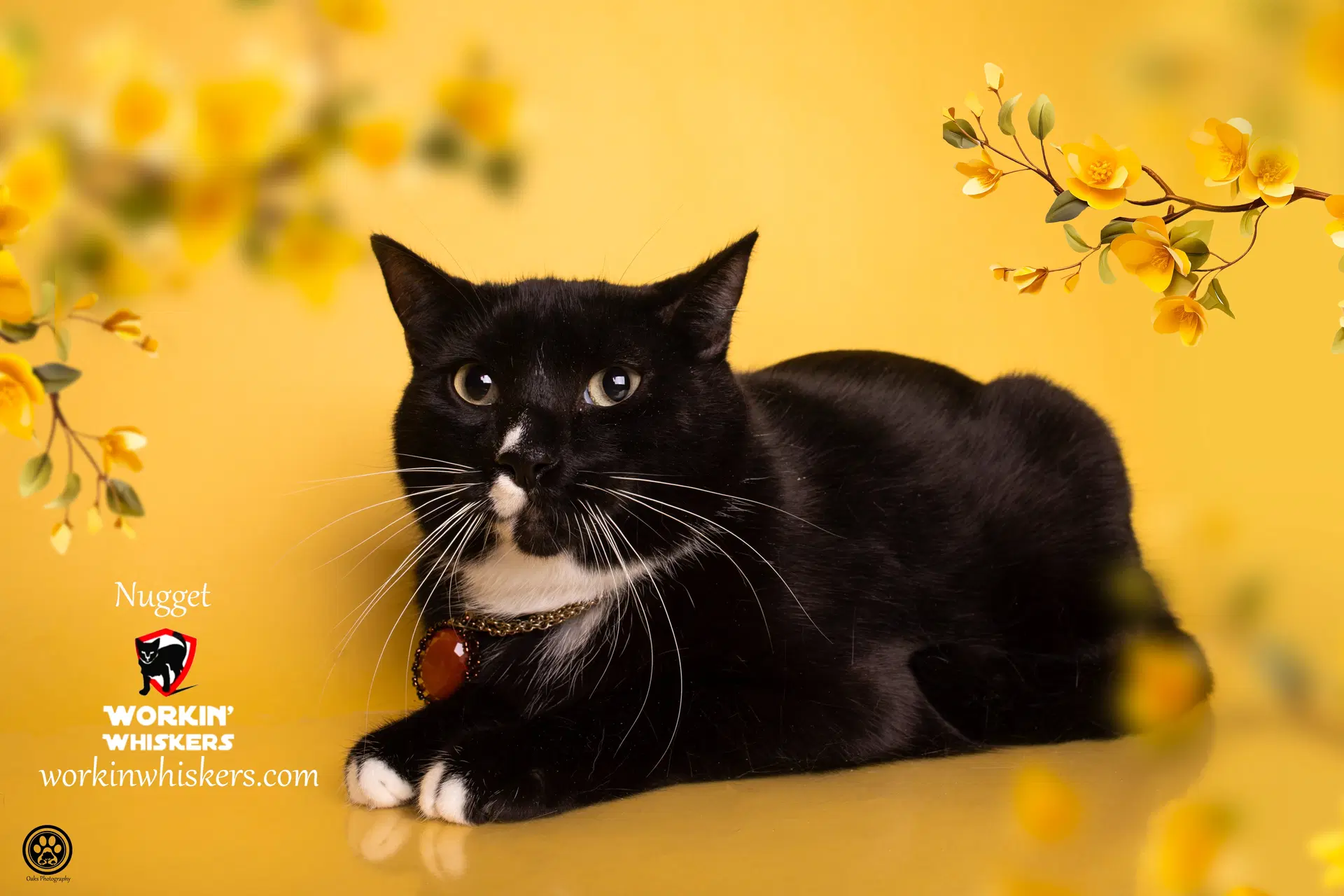 Nugget - Tuxedo