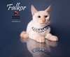 FALKOR - Photo 5