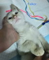 FALKOR - Photo 6