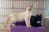 FALKOR - Photo 7