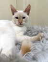FALKOR - Photo 2