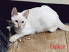 FALKOR - Photo 3