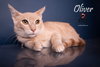 OLIVER - Photo 5