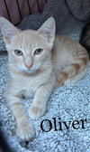 OLIVER - Photo 6