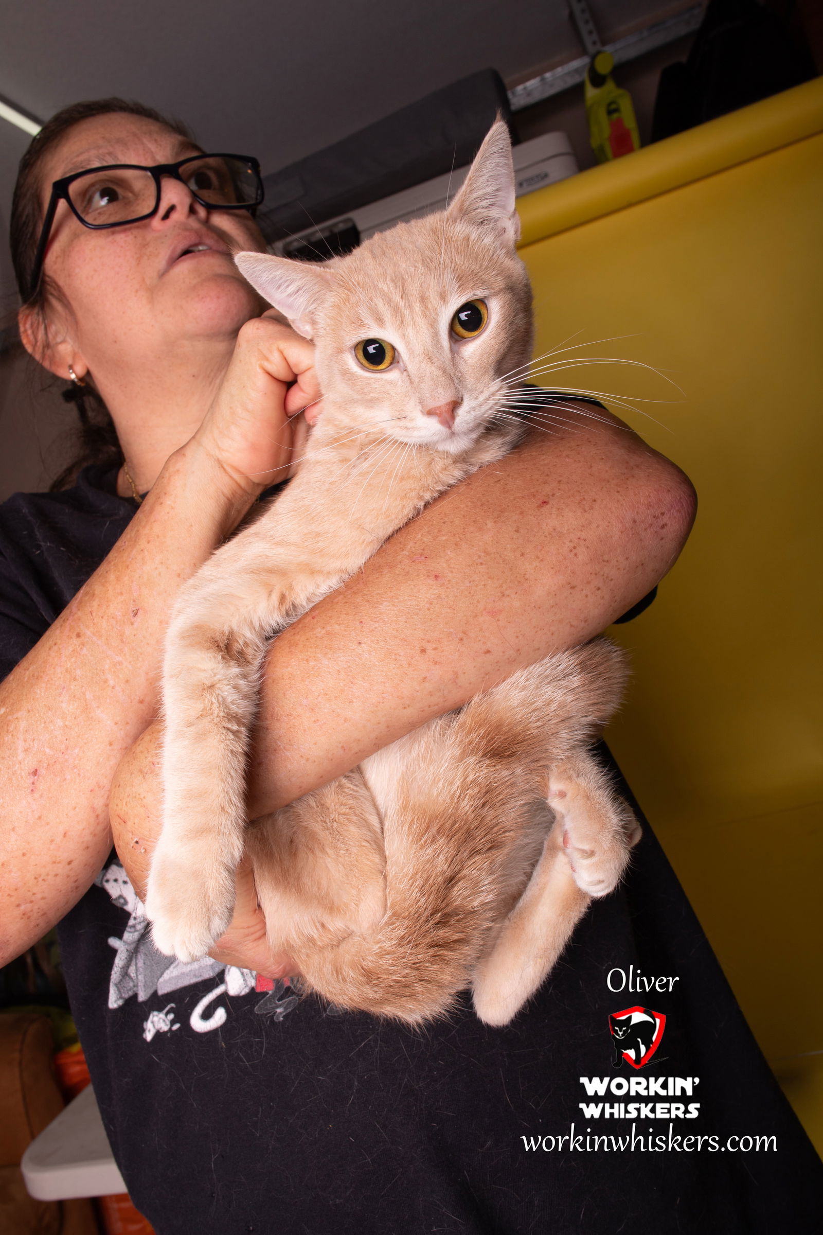 adoptable Cat in Hemet, CA named OLIVER