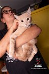 adoptable Cat in hemet, CA named OLIVER