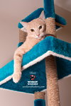 OLIVER - Photo 4
