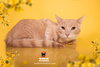 OLIVER - Photo 2