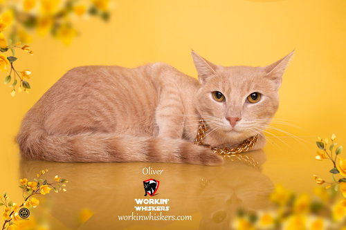 OLIVER - Tabby / Domestic Short Hair available for adoption
