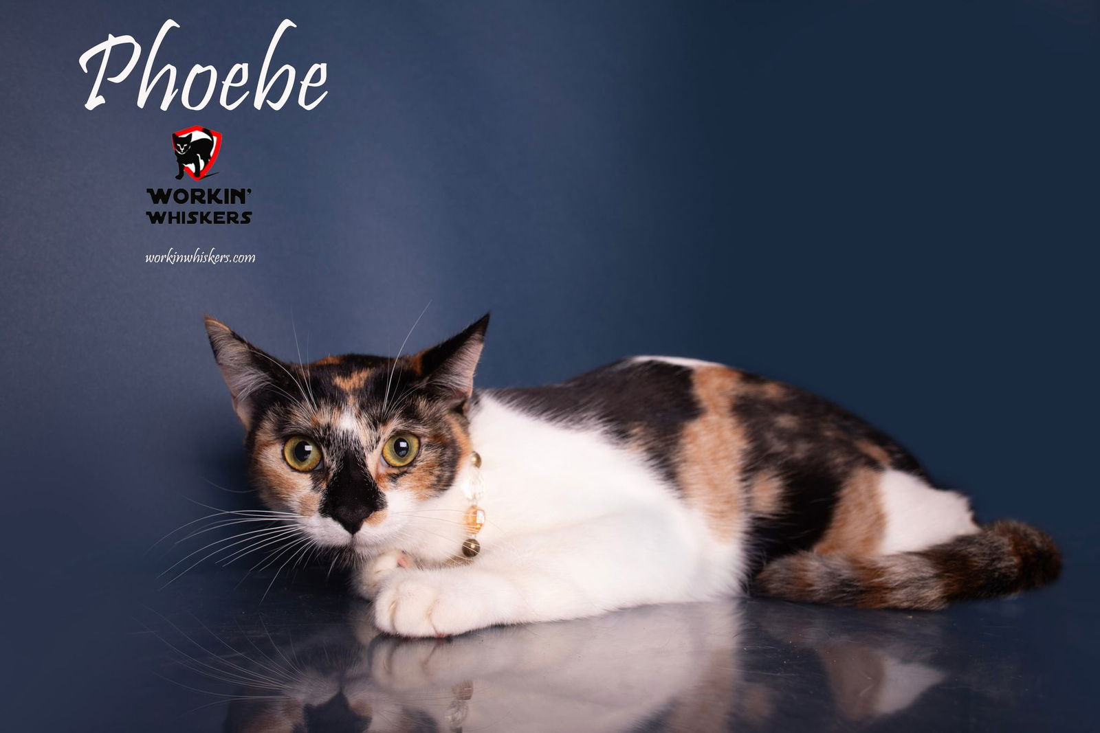 adoptable Cat in Hemet, CA named PHOEBE