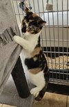 PHOEBE - Photo 2