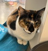 PHOEBE - Photo 3