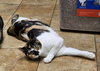 PHOEBE - Photo 4