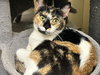 PHOEBE - Photo 6