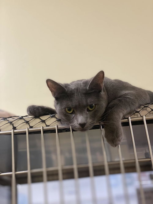 SAWYER - Russian Blue / Domestic Short Hair available for adoption