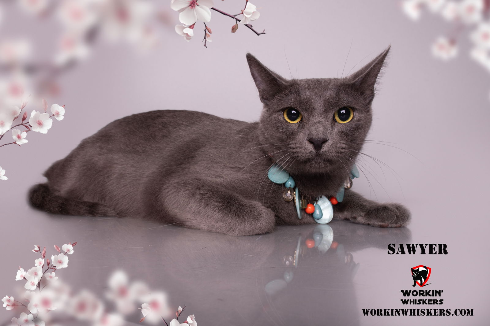 adoptable Cat in Hemet, CA named SAWYER