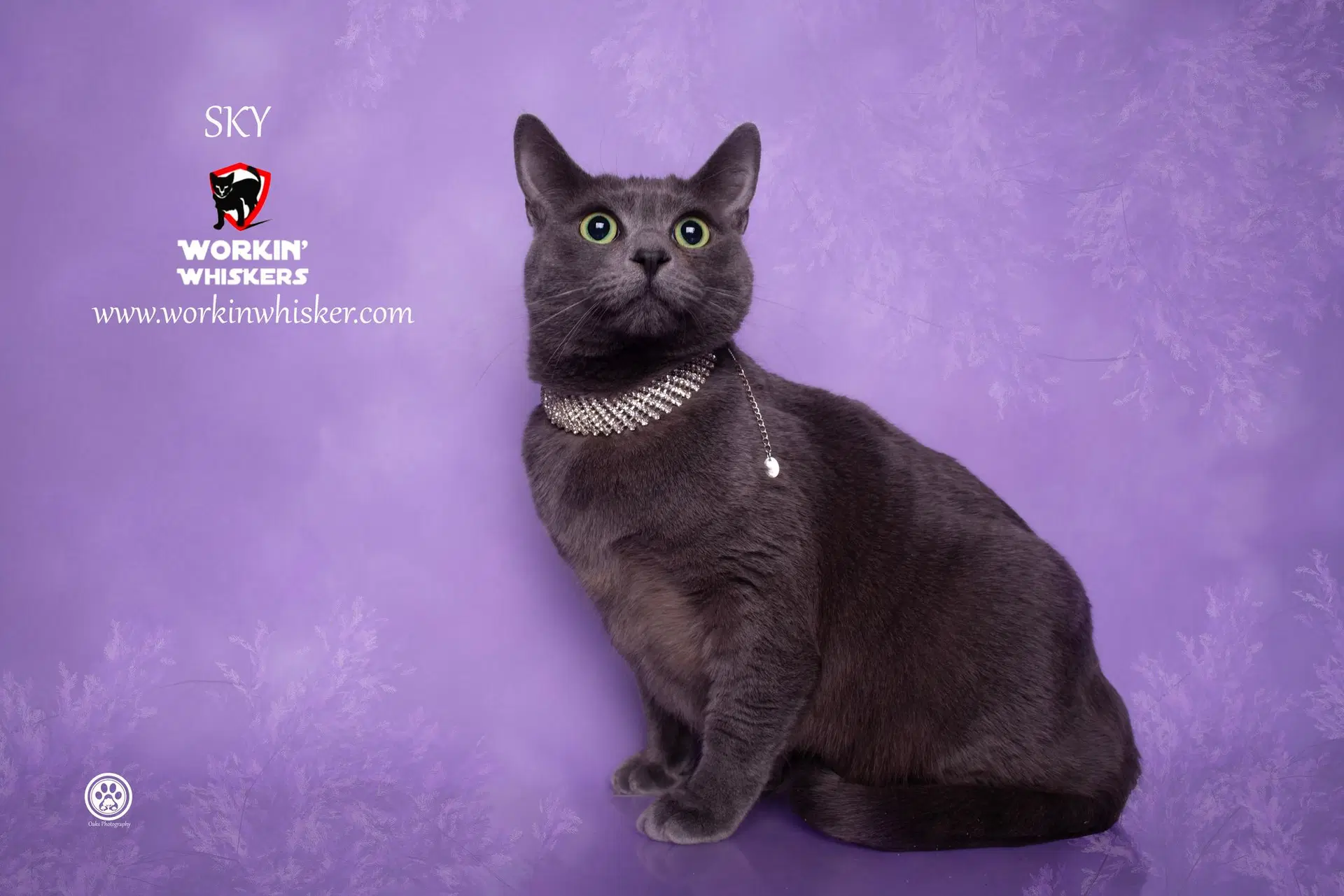 Sky - Domestic Short Hair