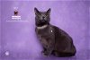 adoptable Cat in hemet, CA named SKY