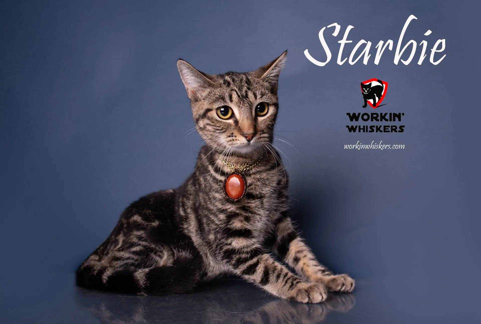 Starbie image 2