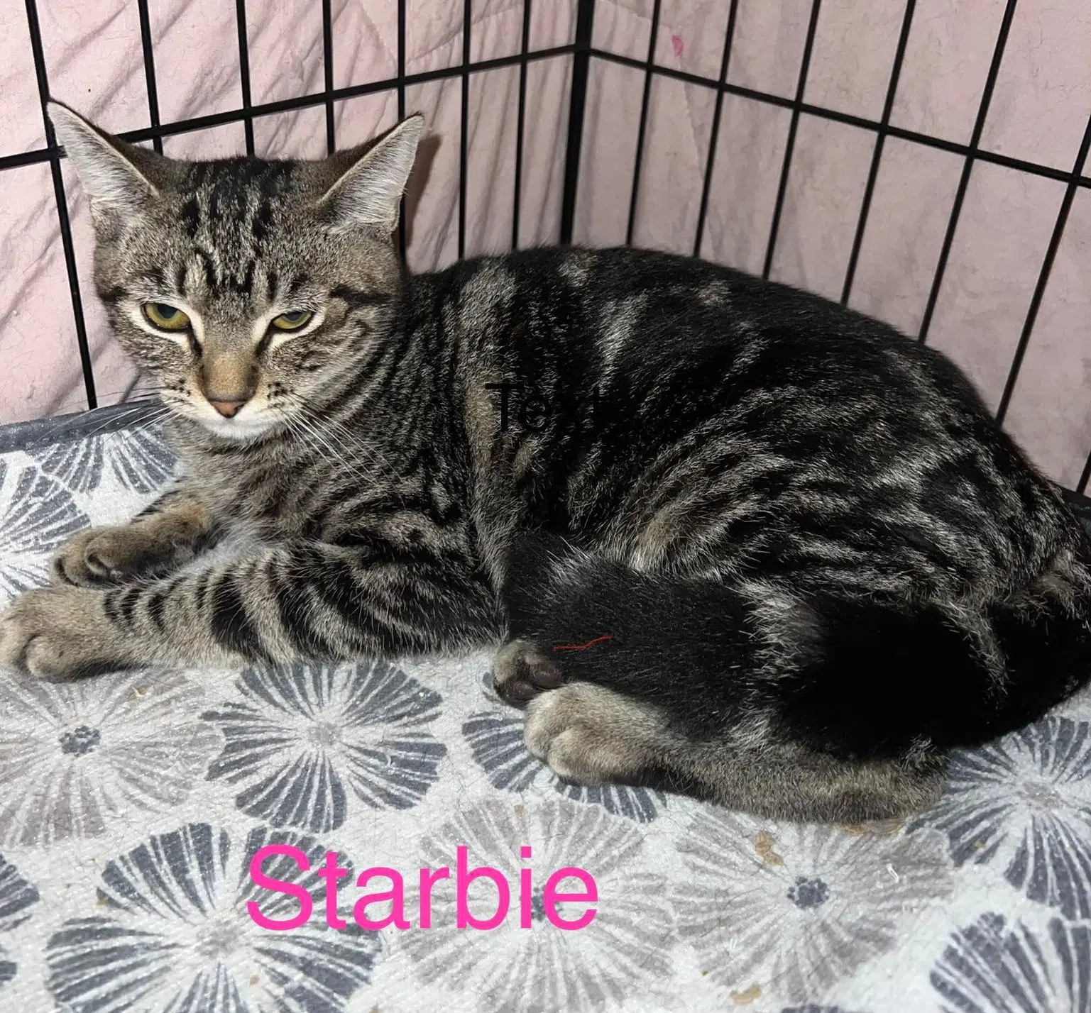 Starbie image 3