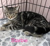 STARBIE - Photo 3