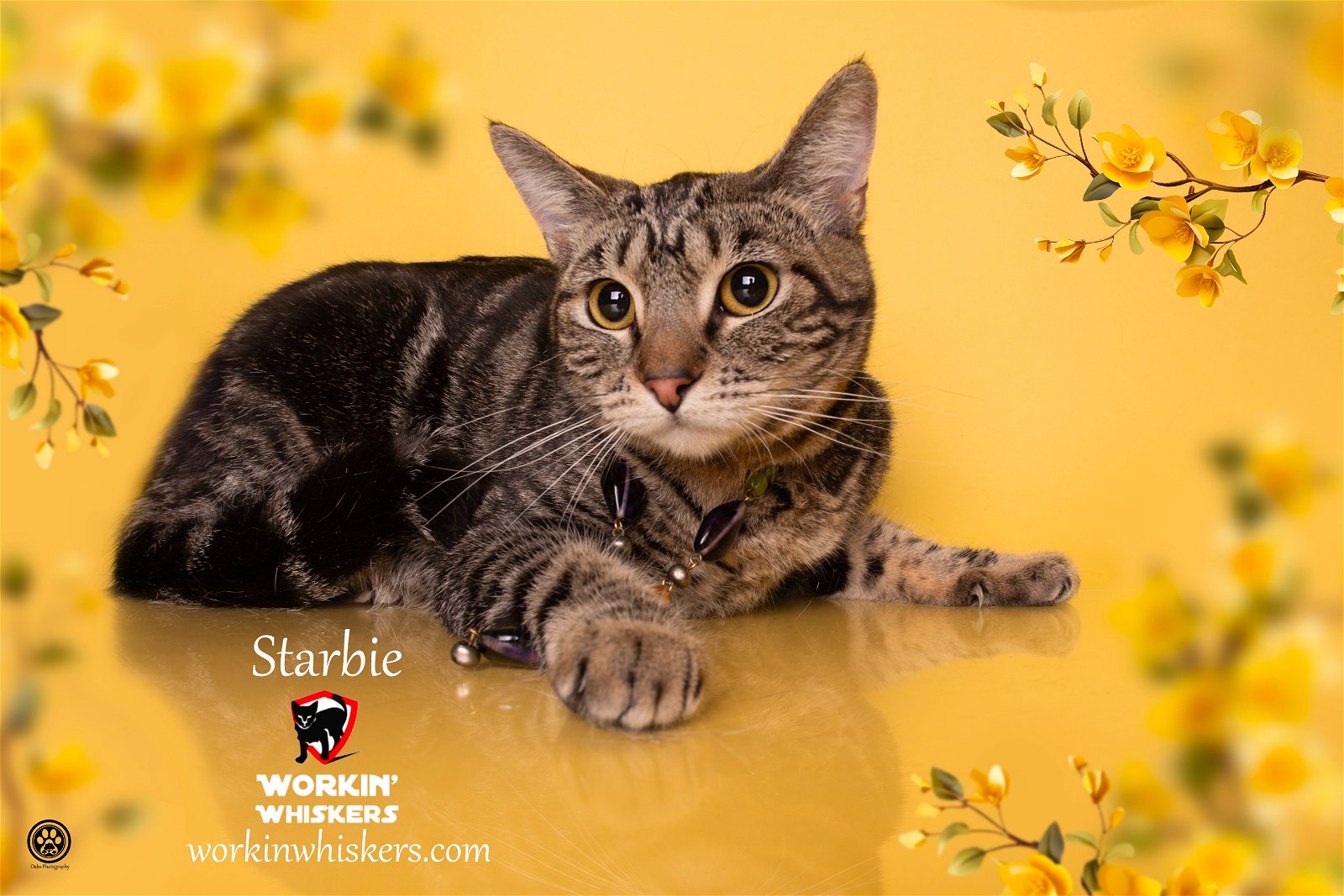 adoptable Cat in Hemet, CA named STARBIE