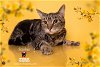 adoptable Cat in hemet, CA named STARBIE