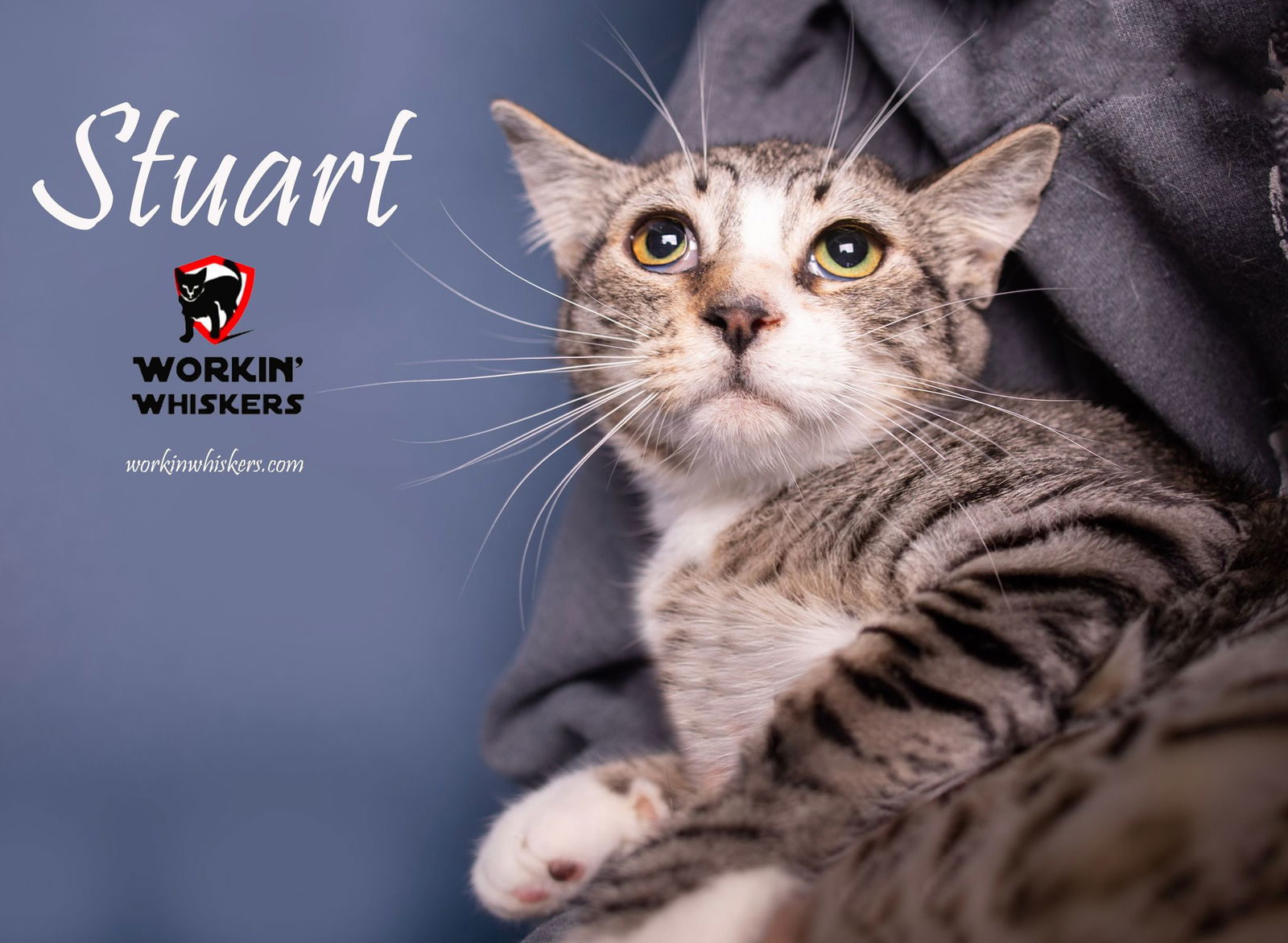 adoptable Cat in Hemet, CA named STUART