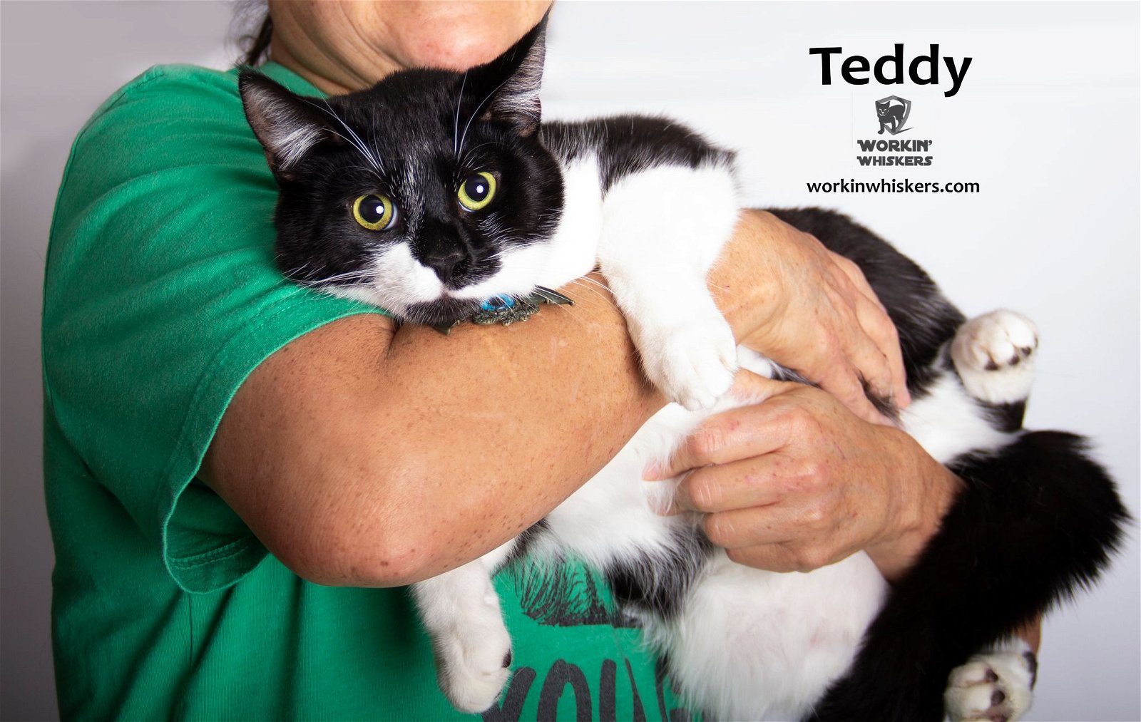 adoptable Cat in Hemet, CA named TEDDY