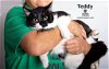 adoptable Cat in hemet, CA named TEDDY