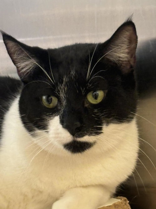 TEDDY - Tuxedo / Domestic Short Hair available for adoption