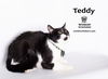 adoptable Cat in Hemet, CA named TEDDY