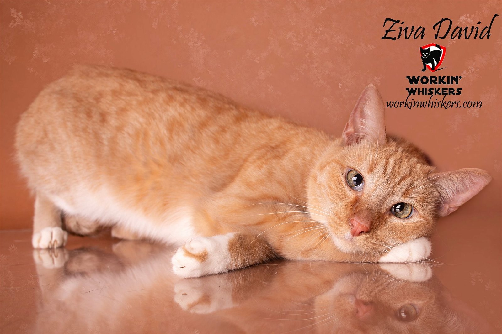 adoptable Cat in Hemet, CA named ZIVA DAVID