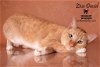 adoptable Cat in hemet, CA named ZIVA DAVID