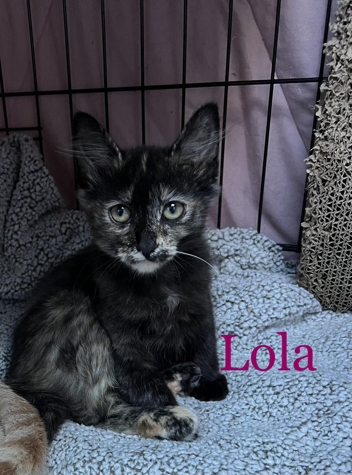 Cats for Adoption in Yucca Valley, California Alpha Paw