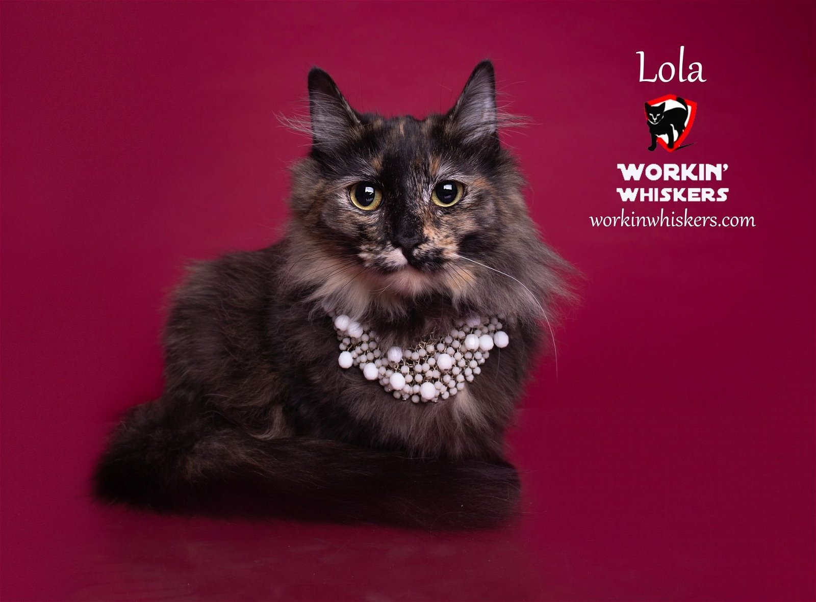 adoptable Cat in Hemet, CA named LOLA