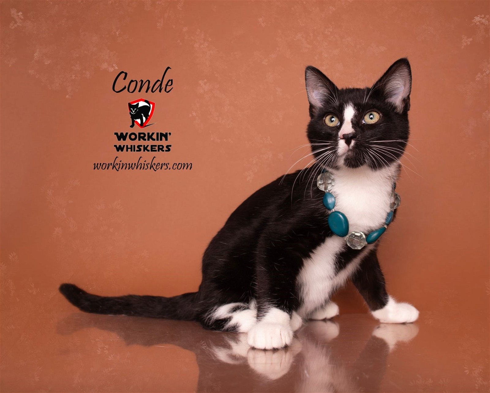 adoptable Cat in Hemet, CA named CONDE