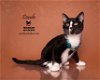 adoptable Cat in hemet, ca, CA named CONDE