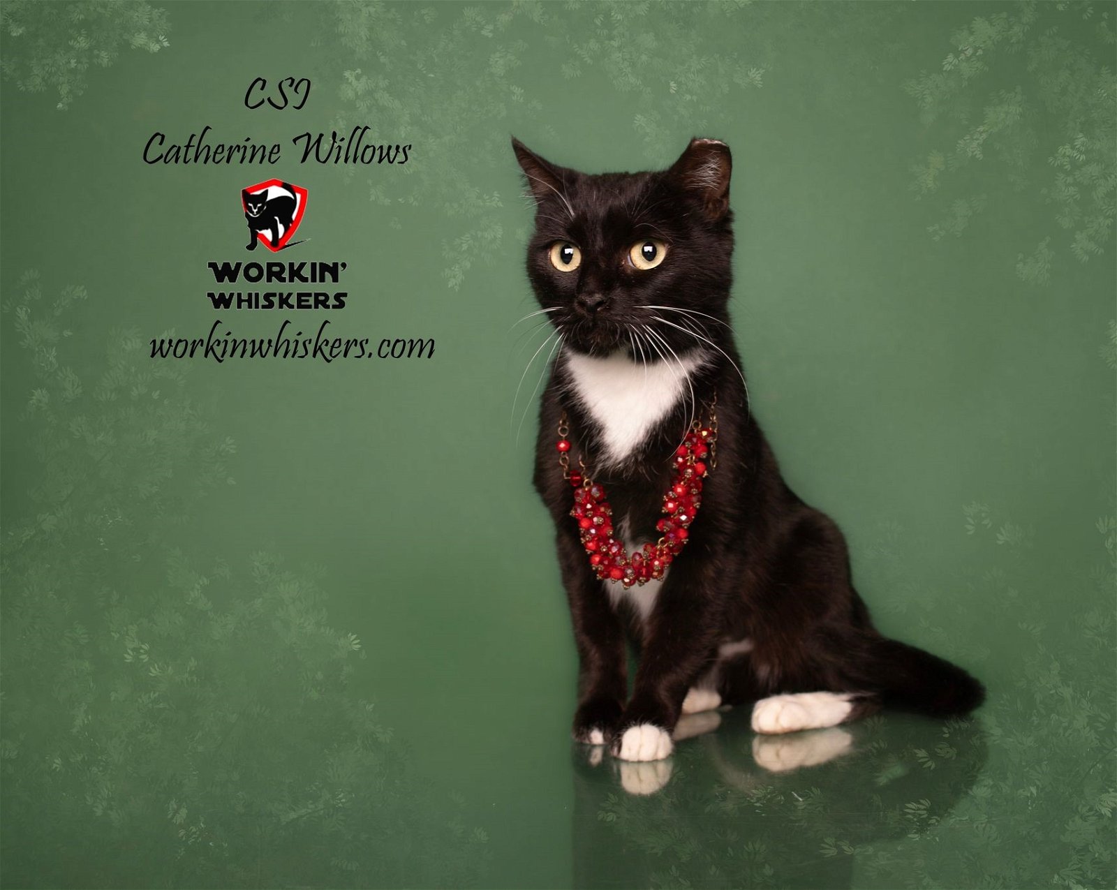 adoptable Cat in Hemet, CA named CSI CATHERINE WILLOWS