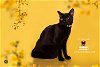 adoptable Cat in hemet, , CA named CSI SARA SIDLE