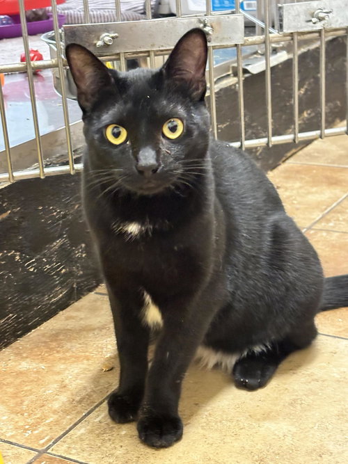 CSI SARA SIDLE - Bombay / Tuxedo available for adoption