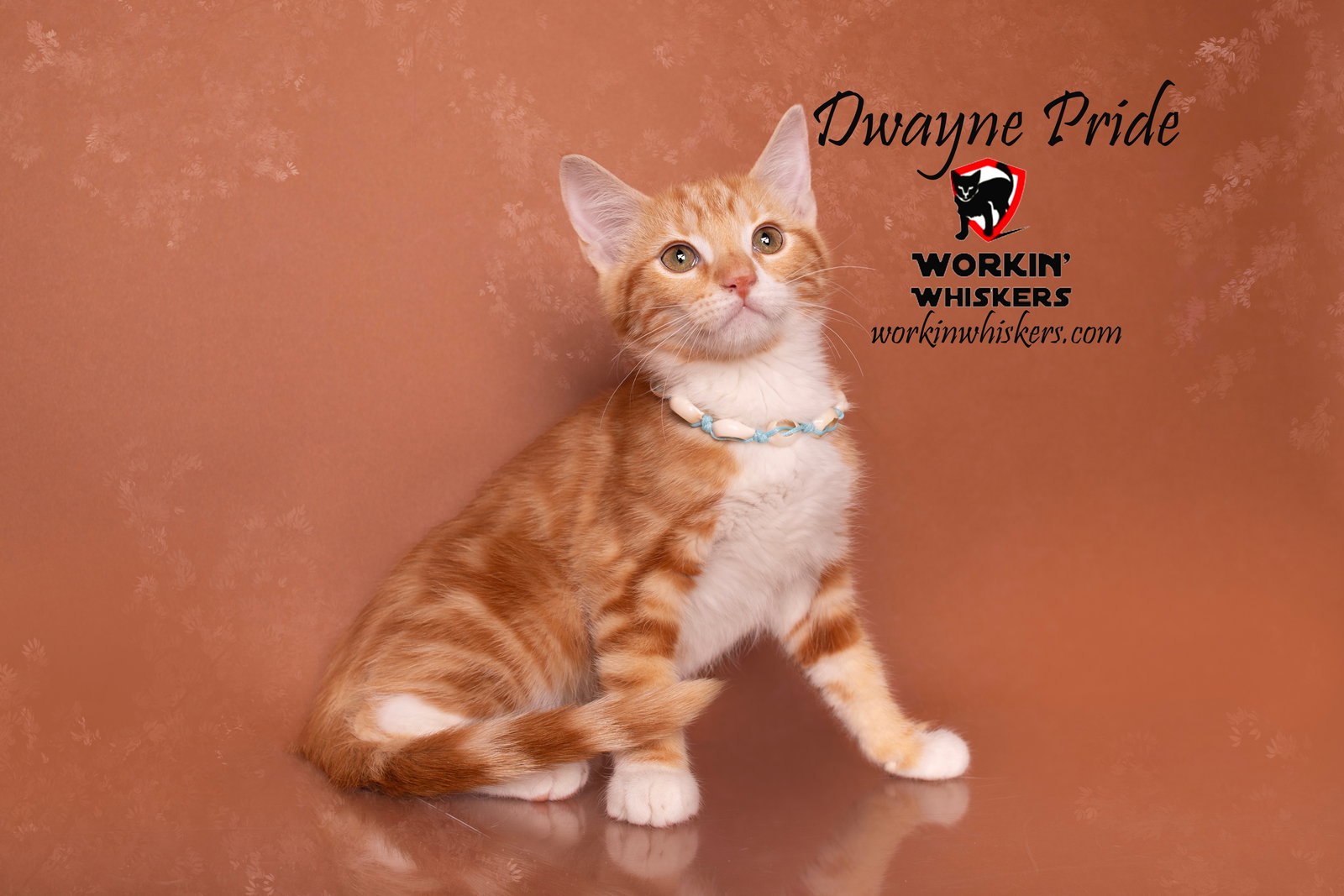 Cats for Adoption in Yucca Valley, California Alpha Paw