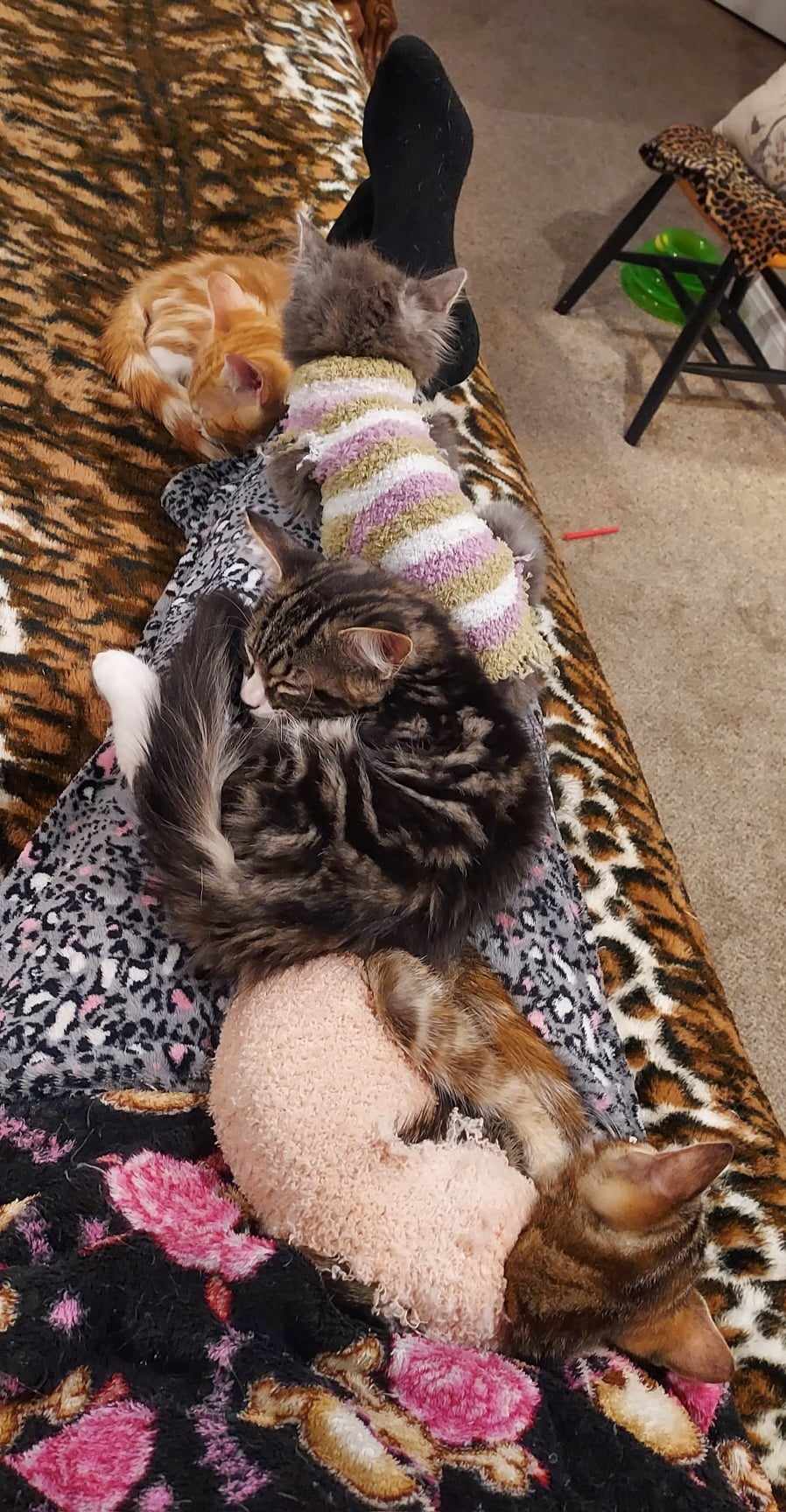 Cats for Adoption in Yucca Valley, California Alpha Paw