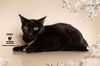 adoptable Cat in Hemet, CA named INKY