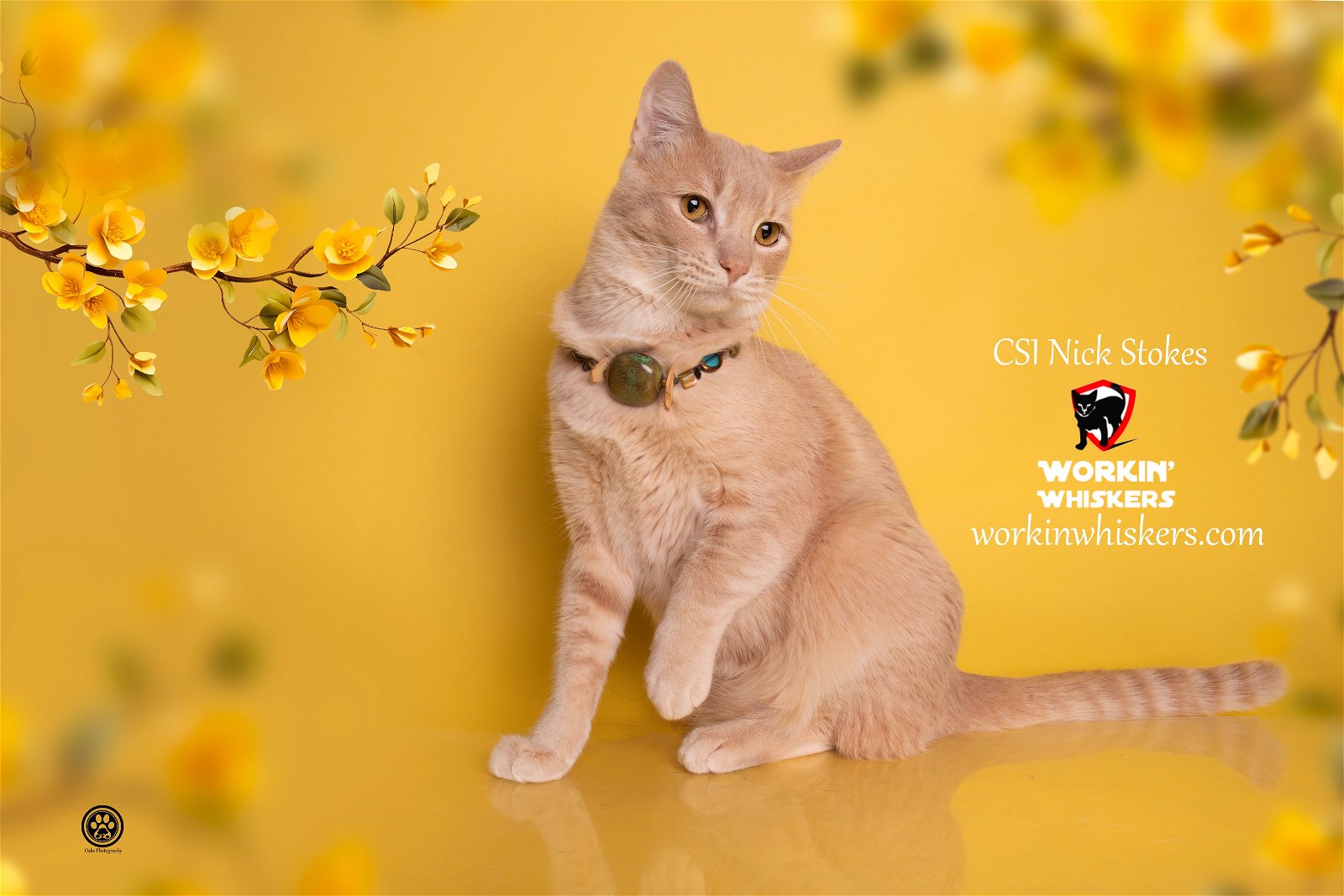 adoptable Cat in Hemet, CA named CSI NICK STOKES