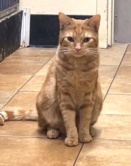 OFFICER DOMINQUE LUCA - Tabby / Domestic Short Hair available for adoption
